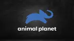Assistir Animal Planet ao vivo em HD Online